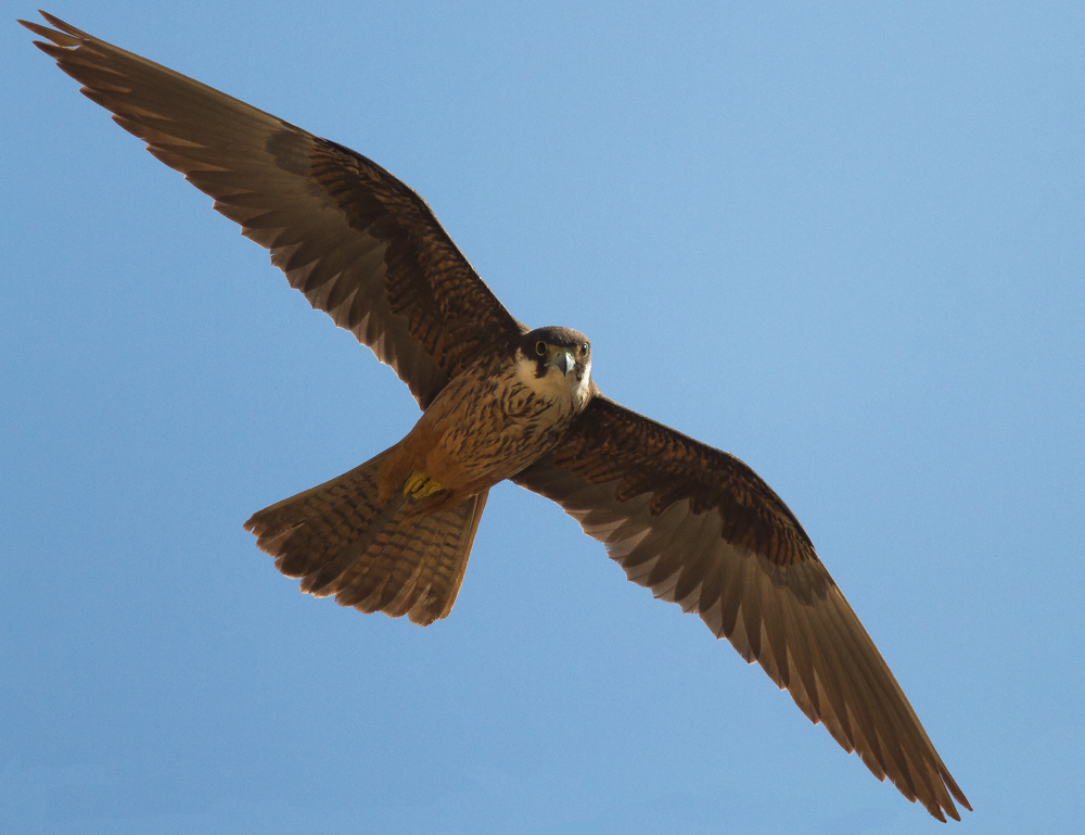 Falcon eleonoren Ibiza